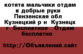 котята мальчики отдам в добрые руки - Пензенская обл., Кузнецкий р-н, Кузнецк г. Бесплатное » Отдам бесплатно   